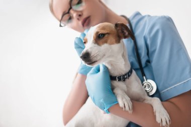 Gözlüklü ve lateks eldivenli genç veterinerin düşük açılı görüntüsü köpeği inceliyor.