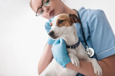 low angle view of young veterinarian in glasses and latex gloves examining dog clipart