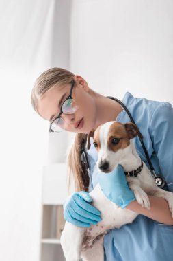 Gözlüklü ve lateks eldivenli genç veteriner Jack Russell Terrier 'ı inceliyor.