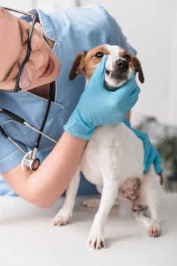 Lastik eldivenli genç veteriner Jack Russell Terrier 'ı inceliyor.