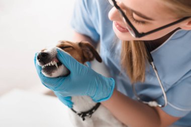 Lastik eldivenli ve gözlüklü genç veteriner Jack Russell Terrier 'ı inceliyor.