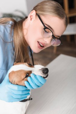 Plastik eldivenli ve gözlüklü kadın veteriner klinikte köpeğini muayene ediyor.