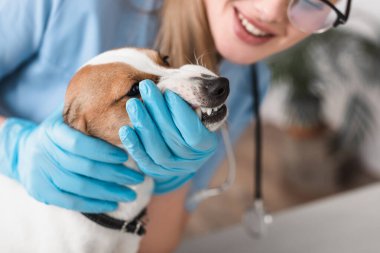 Lastik eldivenli ve gözlüklü veteriner Jack Russell Terrier 'ı inceliyor.