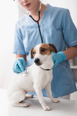 Mavi lateks eldivenli veteriner Jack Russell Terrier 'ı inceliyor.