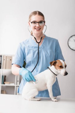 Elinde steteskop tutan mavi lateks eldivenli gülümseyen veteriner Jack Russell Terrier 'ı muayene ederken