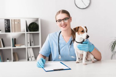 Mavi lateks eldivenli mutlu veteriner masadaki Jack Russell Terrier 'ın yanındaki kameraya bakıyor.