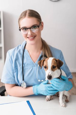 Mavi lateks eldivenli mutlu veteriner masadaki Jack Russell Terrier 'ın yanındaki panoya bakıyor. 