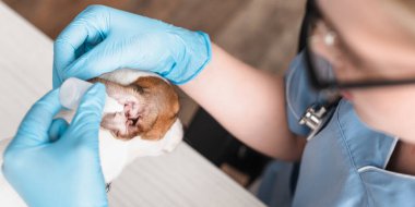 Lateks eldivenli veteriner Jack Russell Terrier 'a kulak damlatıyor.