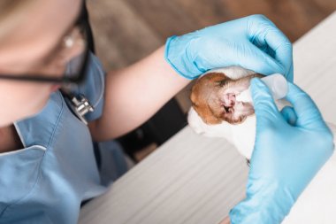 Bulanık lateks eldivenli veteriner Jack Russell Terrier 'a kulak damlatıyor. 