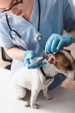 Lastik eldivenli genç veteriner Jack Russell Terrier 'a kulak damlatıyor. 