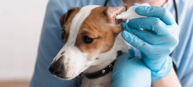 Lastik eldivenli veteriner görüşü Jack Russell Terrier 'a kulak damlatıyordu.