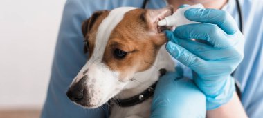 cropped view of veterinarian in latex gloves dripping ear drops to jack russell terrier, banner clipart