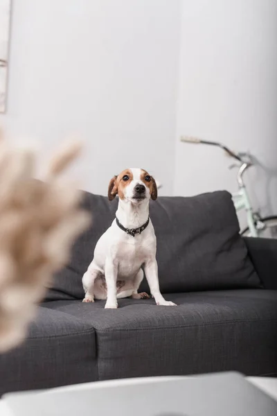 Jack Russell Terrier Grey Couch Modern Living Room Blurred Foreground — Stock Photo, Image