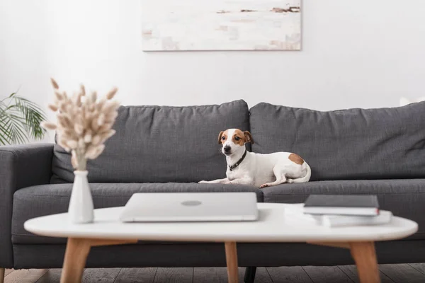 Jack Russell Terrier Sofá Cinza Perto Mesa Café Com Laptop — Fotografia de Stock
