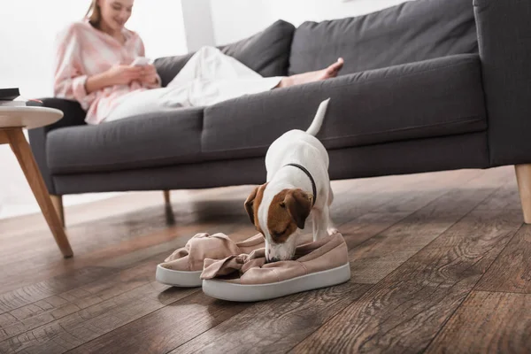 Jack Russell Terrier Oler Zapatos Suelo Cerca Mujer Sobre Fondo — Foto de Stock