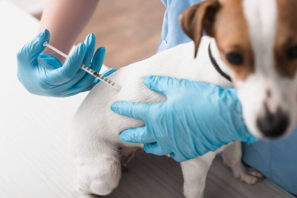 cropped view of veterinarian in blue latex gloves injecting jack russell terrier on blurred foreground 