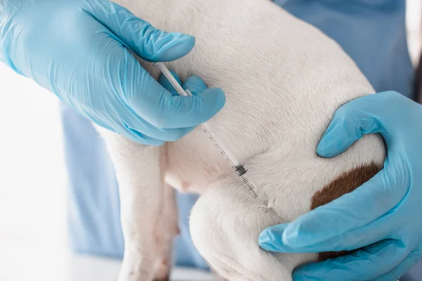 Partial View Veterinarian Blue Latex Gloves Injecting Dog Vaccine — Stock Photo, Image