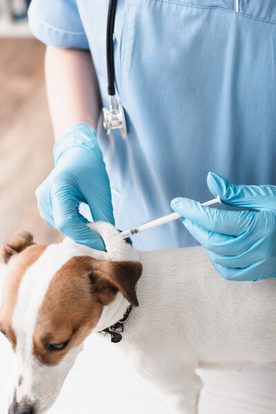 partial view of young veterinarian in blue latex gloves injecting jack russell terrier with vaccine 
