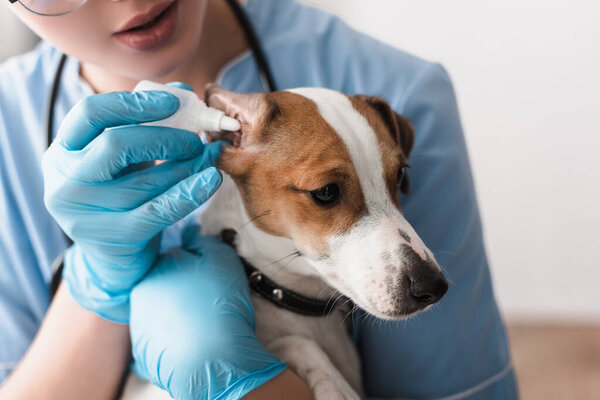 cropped view of veterinarian in latex gloves dripping ear drops to jack russell terrier 