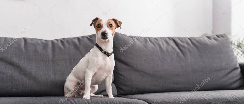 jack russell terrier on grey couch in modern living room, banner