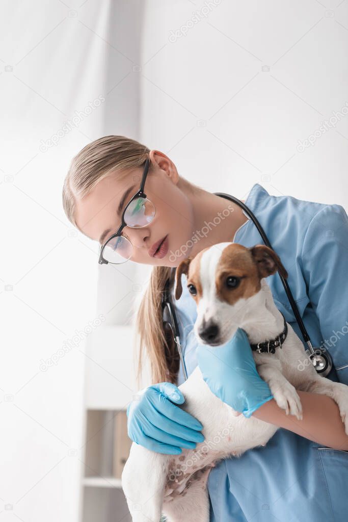 young veterinarian in glasses and latex gloves examining jack russell terrier