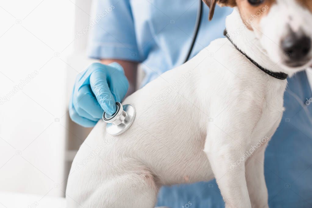 cropped view of veterinarian in blue latex gloves holding stethoscope while examining jack russell terrier
