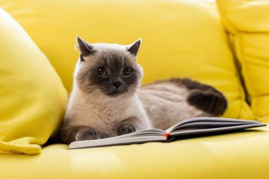 Yumuşak kedi kanepenin üzerinde dinleniyor, açık not defterinin yanında.