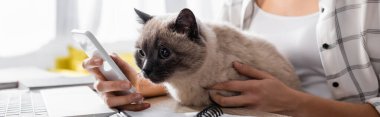 Serbest çalışanın kedi ve afiş tutarken akıllı telefondan sohbet edişini izledik.
