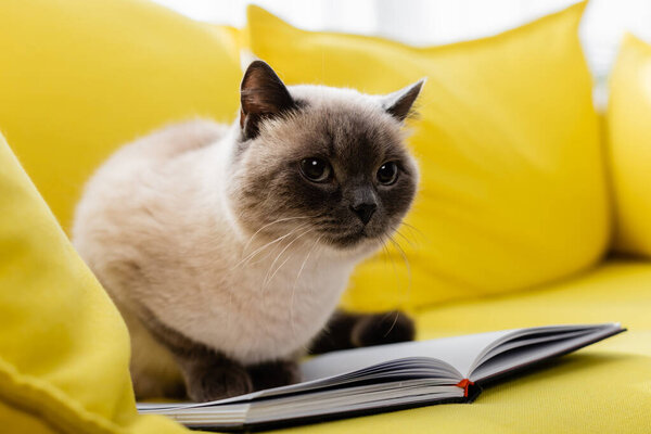 cat sitting on open notebook on yellow sofa, blurred background