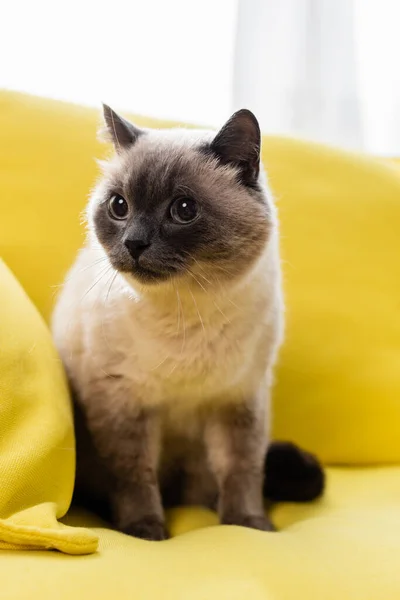 Gato Mirando Hacia Otro Lado Mientras Sentado Acogedor Sofá Amarillo — Foto de Stock