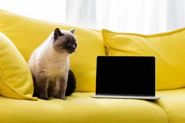 Pisica Stând Canapea Galbenă Lângă Laptop Ecran Gol — Fotografie, imagine de stoc