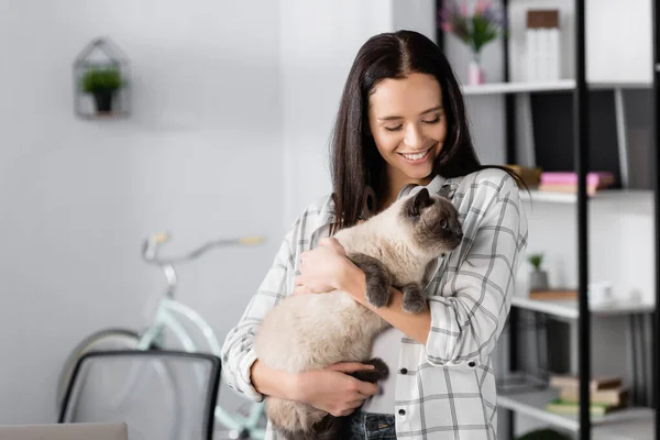 Wanita Muda Yang Bahagia Memegang Kucing Berbulu Rumah — Stok Foto