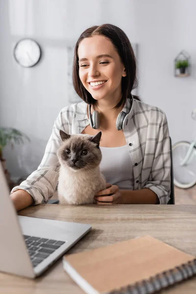 Felino Fofo Perto Freelancer Feliz Trabalhando Laptop Primeiro Plano Borrado Imagem De Stock