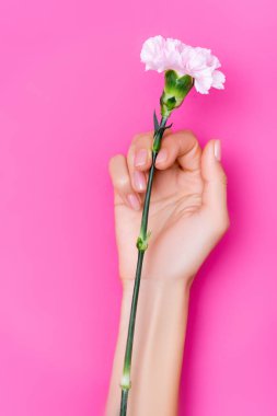 Kadın elinin üst görüntüsü, pembe arka planda karanfil çiçeğinin yanındaki tırnaklarında parlak tırnak cilası var.