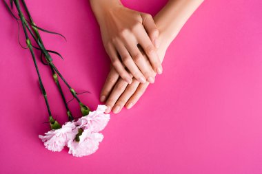 Pembe arka planda karanfil çiçeklerinin yanında parlak pastel manikürlü kadın elleri.