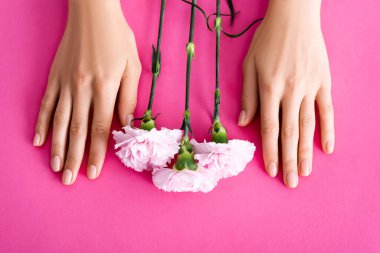 top view of carnation flowers near female hands with glossy manicure on pink background clipart