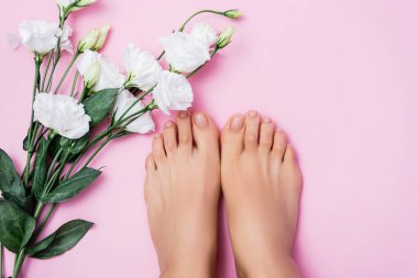 top view of female feet with glossy toenails near white eustoma flowers on pink background clipart