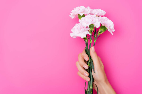 top view of female hand with pastel fingernails and carnation flowers on pink background