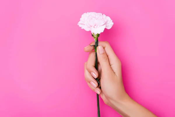 Częściowy Widok Kobiety Błyszczącym Manicure Gospodarstwa Kwiat Goździka Różowym Tle — Zdjęcie stockowe