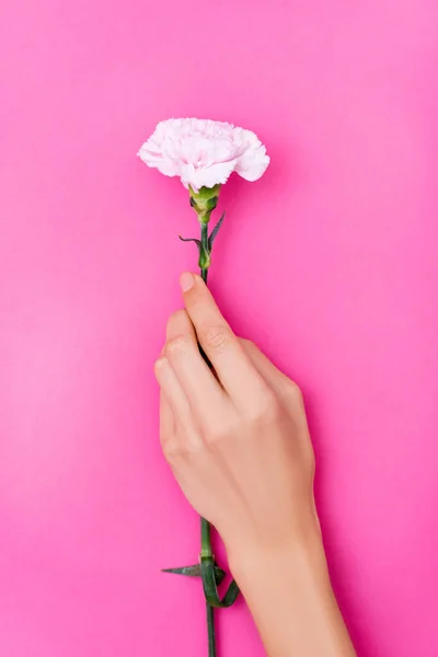 Ovanifrån Kvinnlig Hand Med Pastell Nagellack Naglar Och Nejlika Blomma — Stockfoto