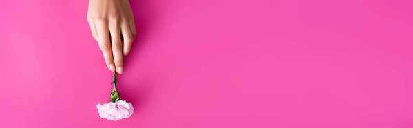 вид сверху на женскую руку и цветок гвоздики на розовом фоне с копировальным пространством, баннер