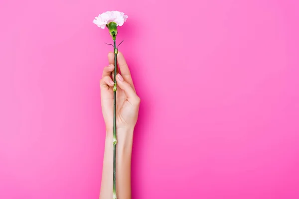 Visão Parcial Mulher Com Unhas Pastel Segurando Flor Cravo Fundo — Fotografia de Stock