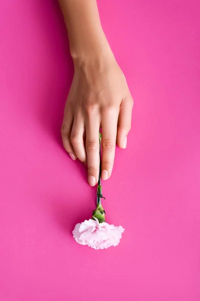 ピンクの背景にカーネーションの花の近くに光沢のある爪のニスで覆われた爪を持つ女性の手のトップビュー — ストック写真