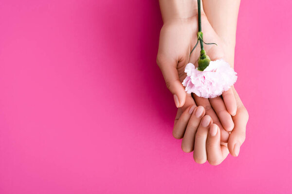 частичный вид женских рук с пастельным маникюром рядом с цветком гвоздики на розовом фоне
