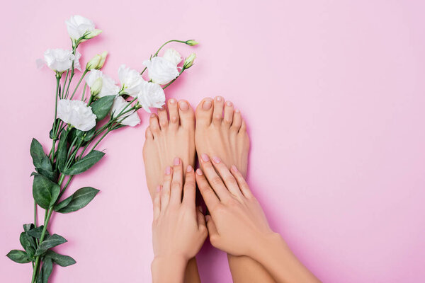 верхний вид ухоженных женских рук и ног возле белых цветов эустомы на розовом фоне