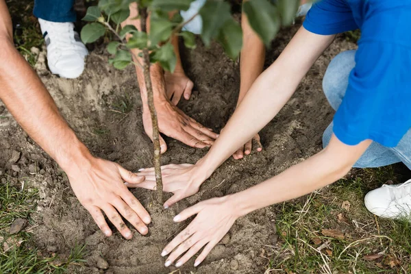Visão cortada de voluntários família plantando árvore jovem, conceito de ecologia — Fotografia de Stock