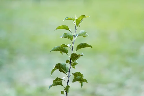 Junge Pflanze mit grünen Blättern, die auf verschwommenem Hintergrund wachsen, ökologisches Konzept — Stockfoto