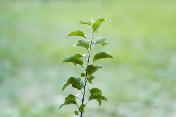 Planta jovem com folhas verdes crescendo em fundo borrado, conceito de ecologia — Fotografia de Stock