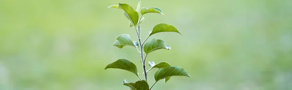 Jovem plântulas verdes crescendo em fundo desfocado, conceito de ecologia, bandeira — Fotografia de Stock