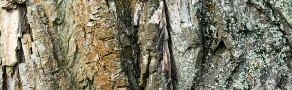 Vista de perto da casca de árvore texturizada, conceito de ecologia, banner — Fotografia de Stock